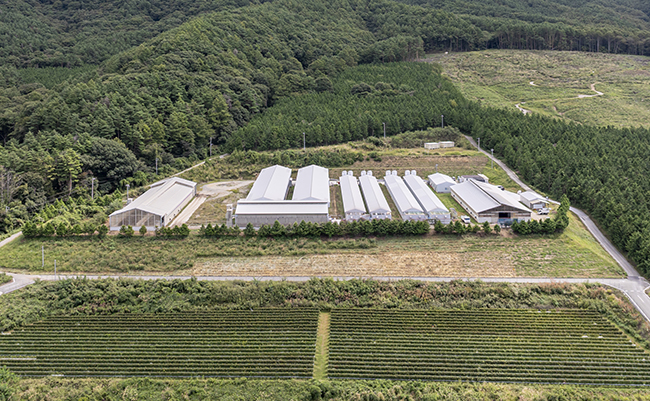 株式会社ハイチック たまご 鶏卵 卵 玉子 清里 明野 ワインたまご 山梨 甲斐市 甲府市 商品 自然 品質